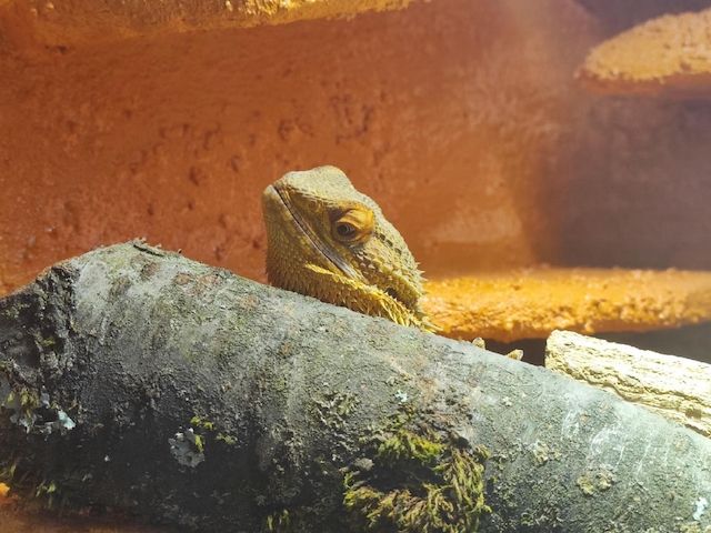 Bartagame (männlich, ca. 4,5 Jahre) gesund, aktiv & winterruheerfahren kostenlos abzugeben