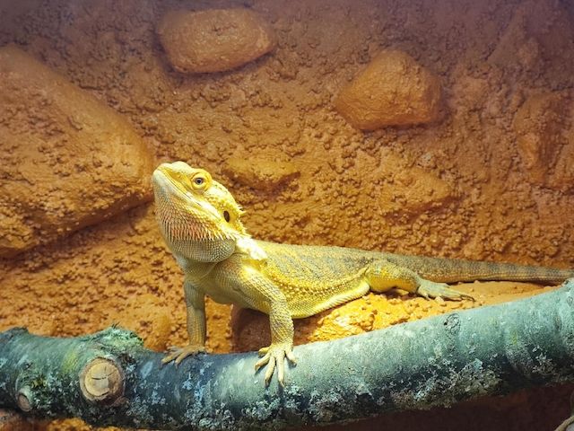 Bartagame (männlich, ca. 4,5 Jahre) gesund, aktiv & winterruheerfahren kostenlos abzugeben