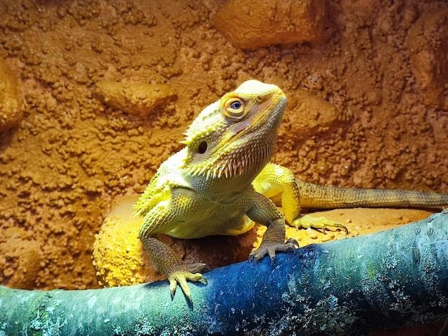 Bartagame (männlich, ca. 4,5 Jahre) gesund, aktiv & winterruheerfahren kostenlos abzugeben