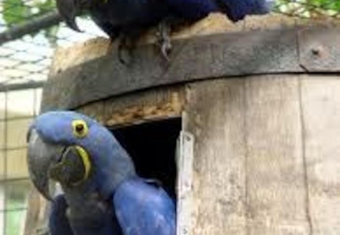 Ein Paar Hyazintharas