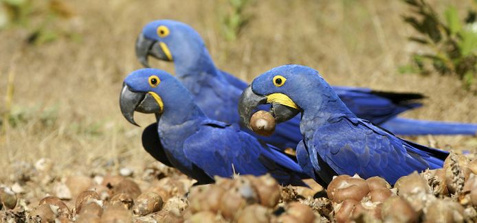 Wunderschönes Hyazinthenpapageien-Pärchen