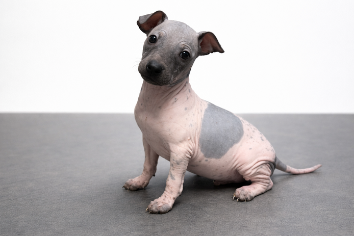 American Hairless Terrier Welpen aus Premiumzucht