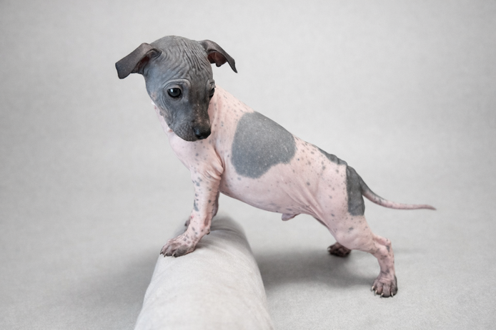 American Hairless Terrier Welpen aus Premiumzucht