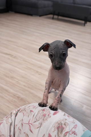American Hairless Terrier Welpen aus Premiumzucht