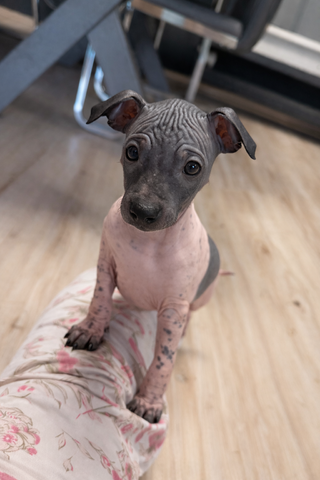 American Hairless Terrier Welpen aus Premiumzucht