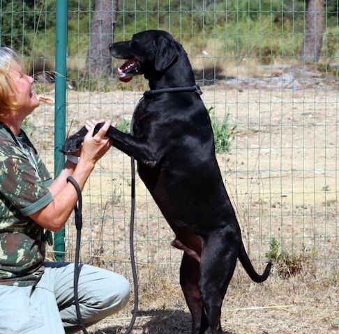 Amadeo - ein guter Kerl