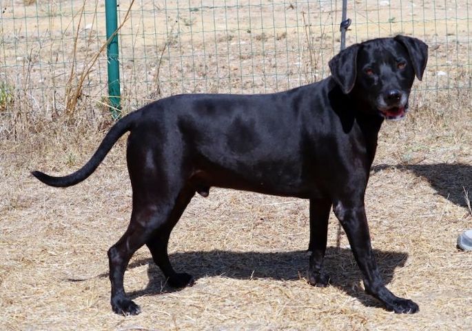 Amadeo - ein guter Kerl