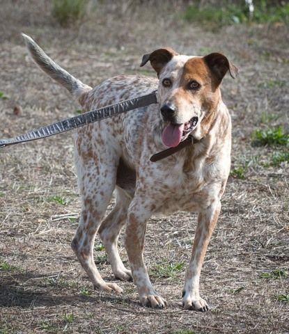 Duke - ein Schatz mit Handicap