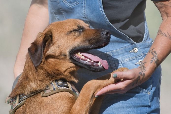 Pflegestelle gesucht (Raum Vogtland)