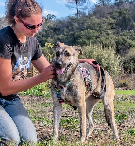 Pflegestelle gesucht (Raum Vogtland)