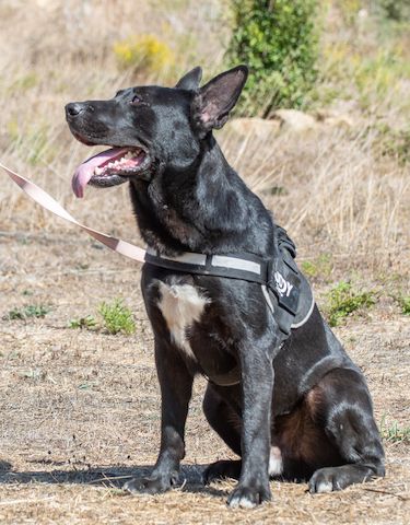 Luke - ein prima Kumpel