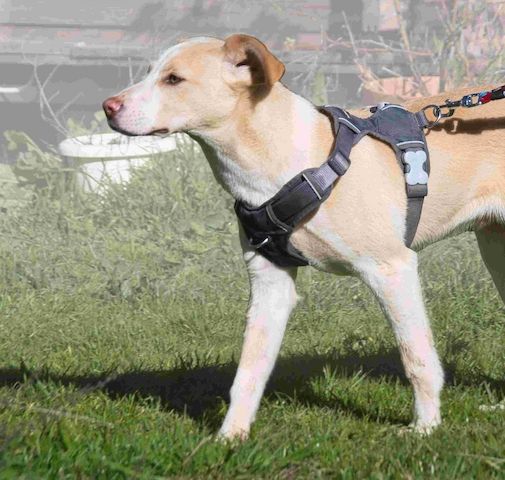 River - lieb und aufgeschlossen