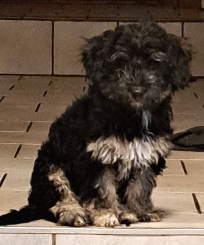 Zwergpudelweibchen, 4,5 Monate alt