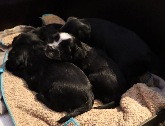 reinrassige Tibet Terrier Welpen mit Papieren