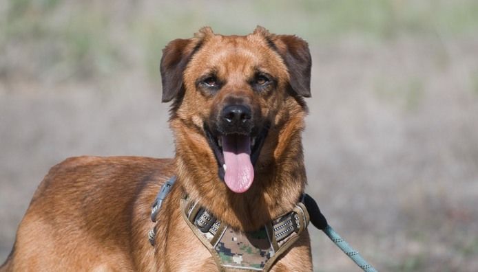 Caju - sensibel und liebevoll