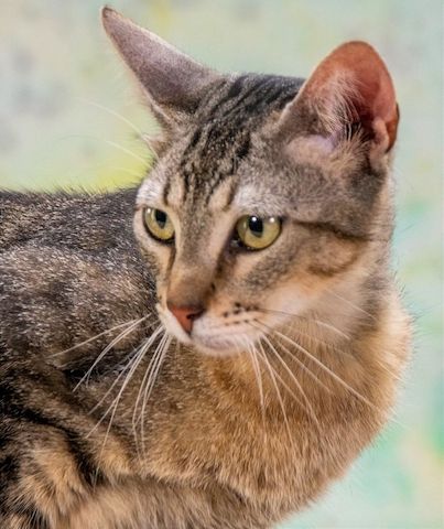 Rocky - ein ganz lieber Tiger