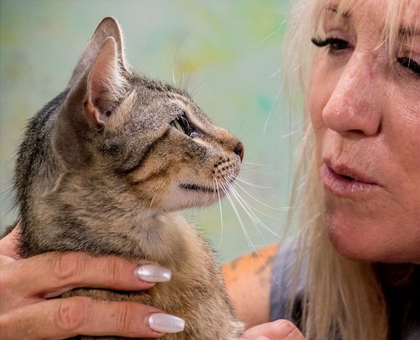 Rocky - ein ganz lieber Tiger