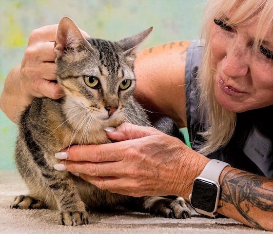 Rocky - ein ganz lieber Tiger