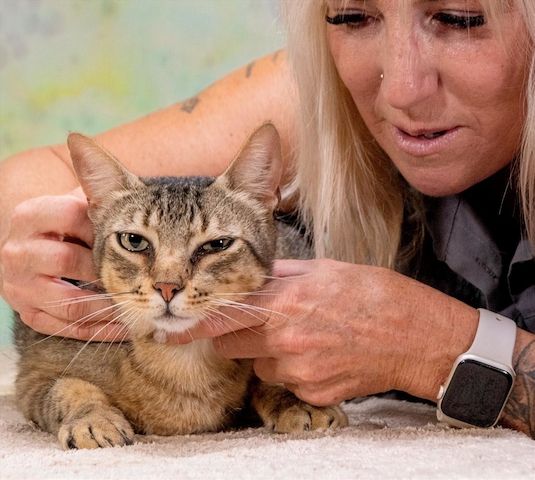 Rocky - ein ganz lieber Tiger