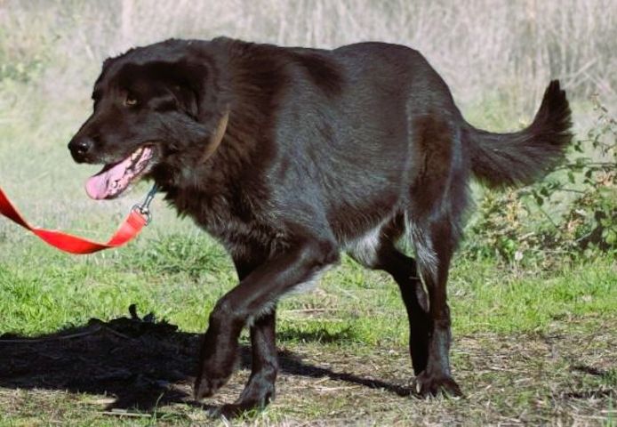 Mike - ein Goldschatz