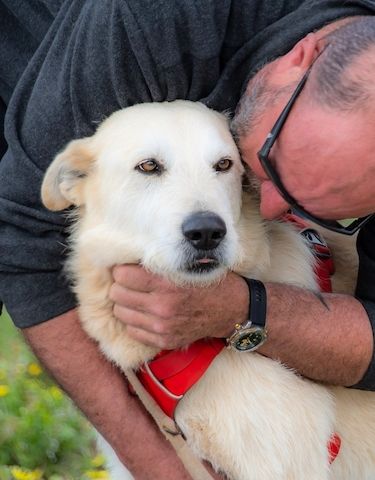 Obelix - ein feinfühliger, großer Gefährte