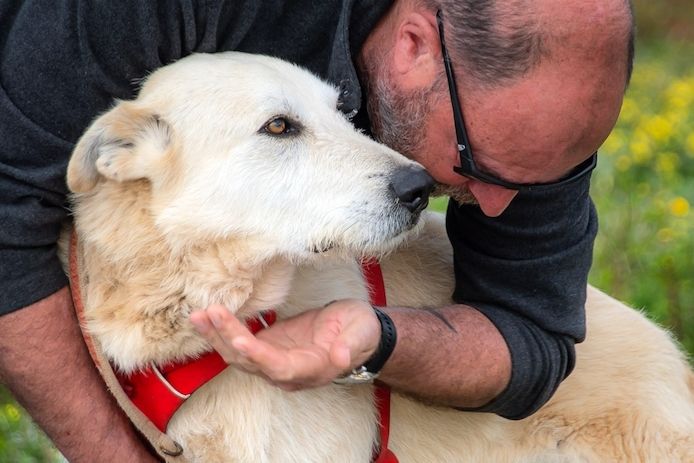 Obelix - ein feinfühliger, großer Gefährte