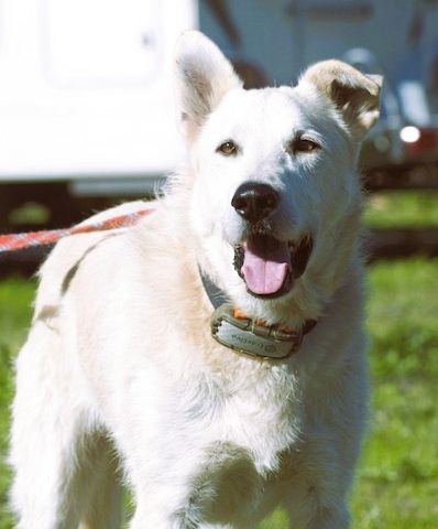 Obelix - ein feinfühliger, großer Gefährte