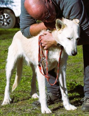 Obelix - ein feinfühliger, großer Gefährte