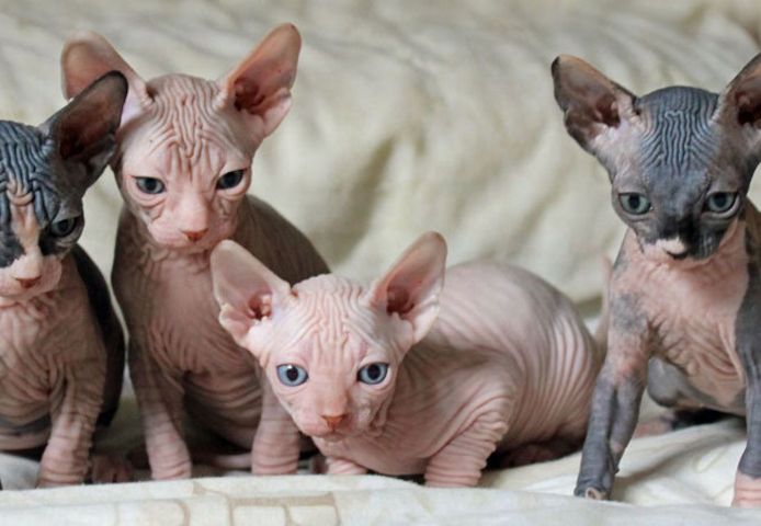 Sphynx-Kätzchen