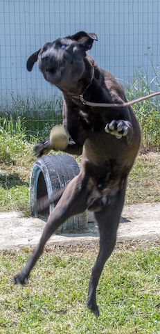 Diego - jung und verspielt