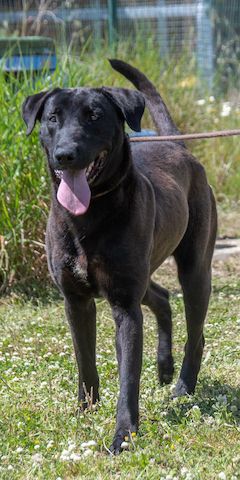 Diego - jung und verspielt