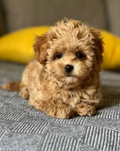 Maltipoo-Welpen zur Adoption