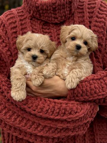 Maltipoo-Welpen zur Adoption