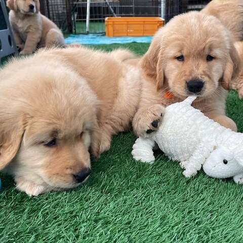 Golden-Retriever-Welpen