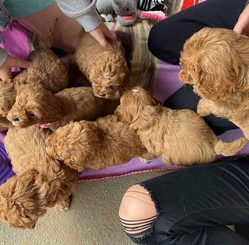 Cavapoo-Welpen zur Adoption