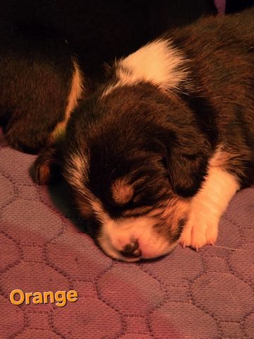 Mischling Welpen beagle beagle Pinscher mix