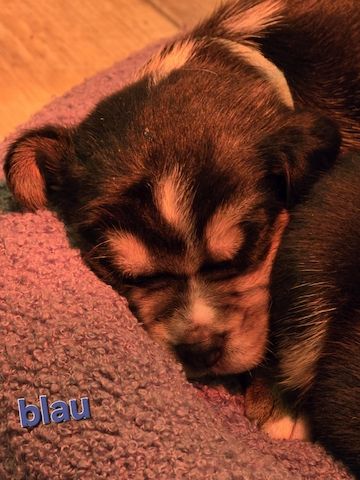 Mischling Welpen beagle beagle Pinscher mix