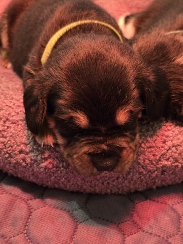 Mischling Welpen beagle beagle Pinscher mix