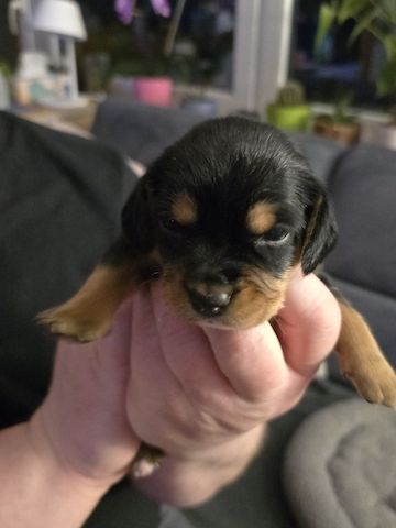 Mischling Welpen beagle beagle Pinscher mix