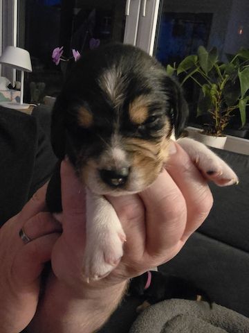 Mischling Welpen beagle beagle Pinscher mix