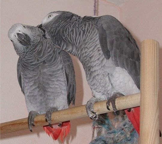 Wunderschönes Paar Graupapageien zur Adoption