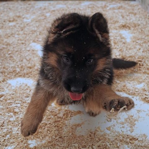 Reinrassige Deutsche Schäferhundwelpen