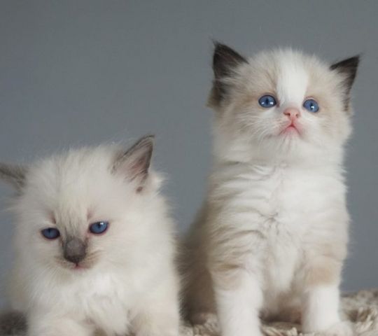 Ragdoll-Kätzchen