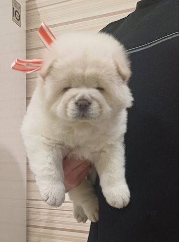 Chow-Chow-Welpen