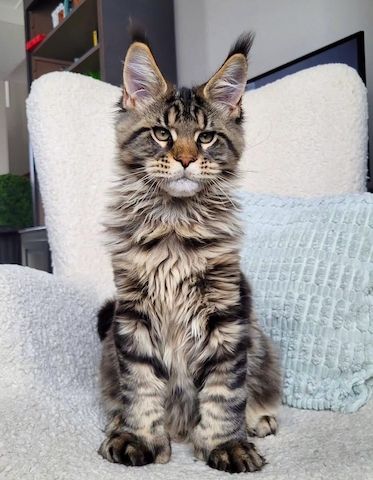 Niedliche Maine-Coon-Kätzchen zu verkaufen