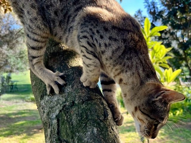 Mel - eine kleine Schönheit