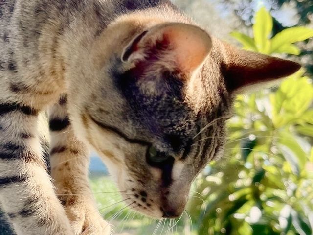 Mel - eine kleine Schönheit