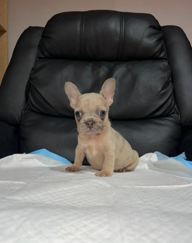 11 Wochen alte französische Bulldoggenwelpen