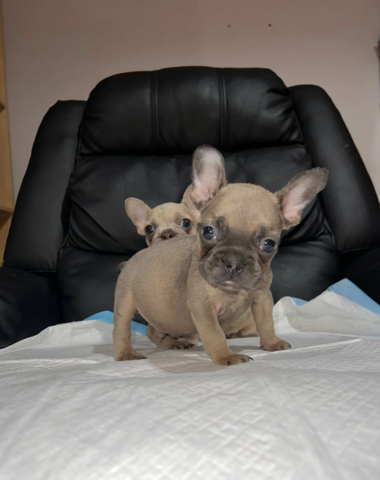 11 Wochen alte französische Bulldoggenwelpen