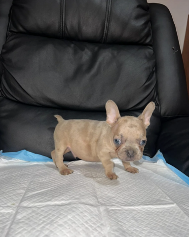 11 Wochen alte französische Bulldoggenwelpen
